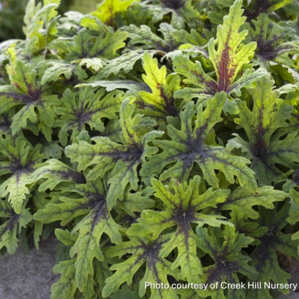 Tiarella x 'Timbuktu' (Foam Flower) - Image 2