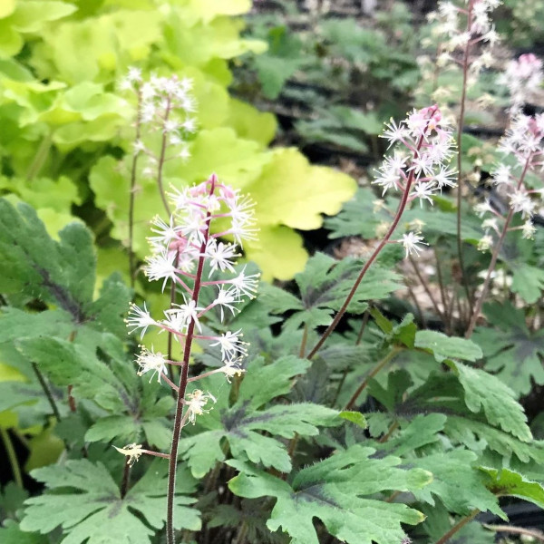 Tiarella Timbuktu has white flowers