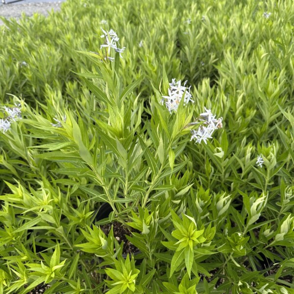 Amsonia illustris (Ozark Bluestar) - Image 3