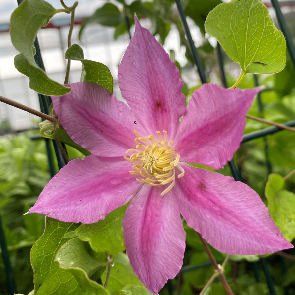 Clematis Abilene has pink flowers