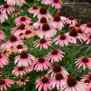 Echinacea x Butterfly™ Rainbow Marcella™ (Coneflower) PP28,573