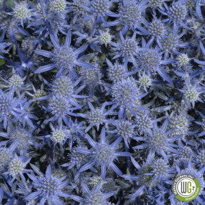 Eryngium planum 'Blue Glitter' (Sea Holly)