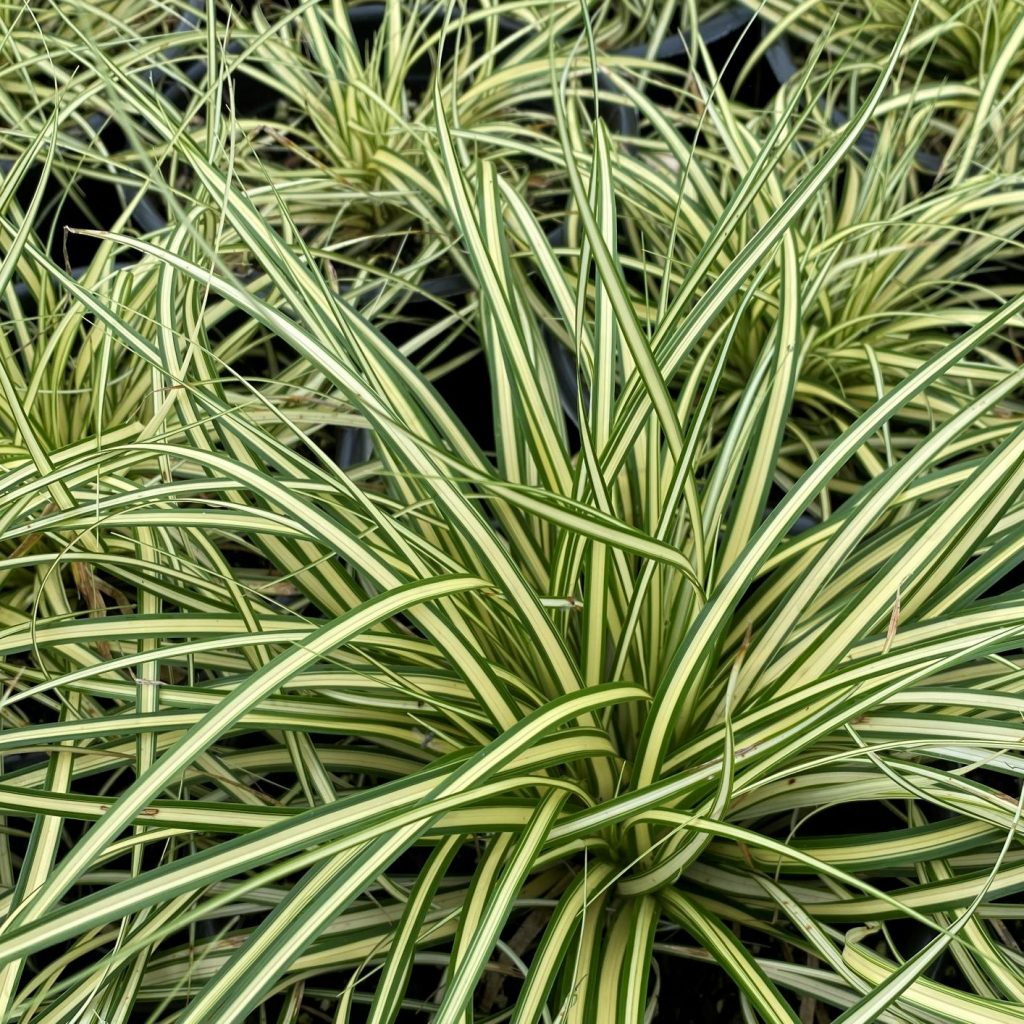 Carex ‘Evergold’ (Japanese Sedge Cavano's Perennials
