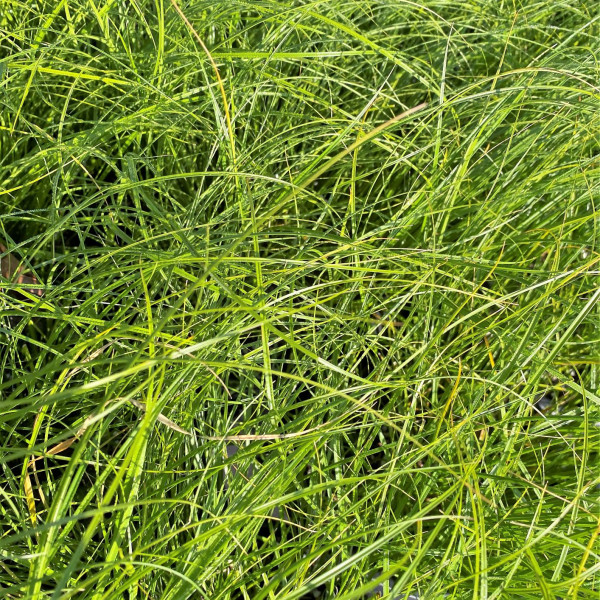 Carex socialis has green socialis