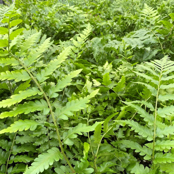 Dixie wood fern has green leaves
