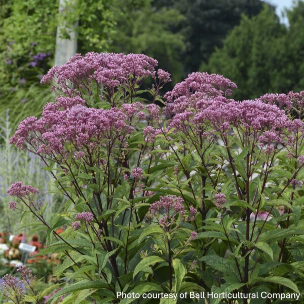 Eupatorium dubium 'Baby Joe' (Dwarf Joe Pye Weed)