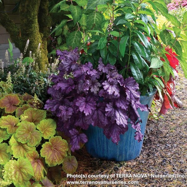 Heuchera x Forever® Purple ‘TNHEUFP’ (Coral Bells) - Image 2