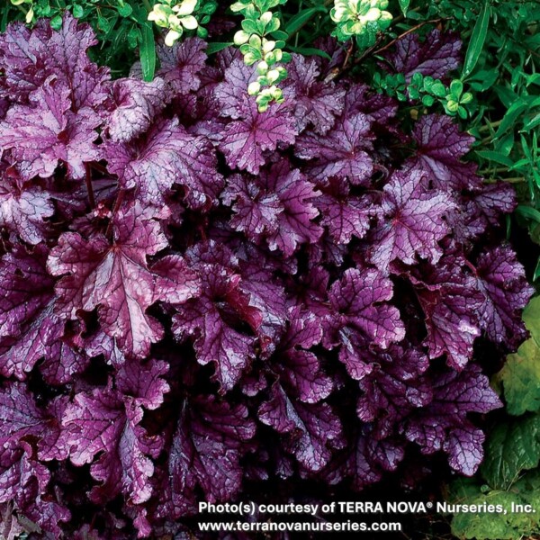 Heuchera x Forever® Purple ‘TNHEUFP’ (Coral Bells)