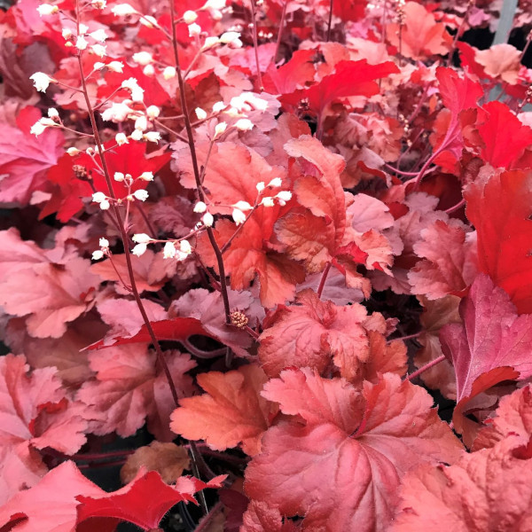 Heuchera Forever Red has red foliage