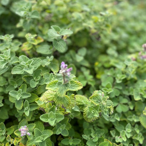 Nepeta Early Bird has blue flowers