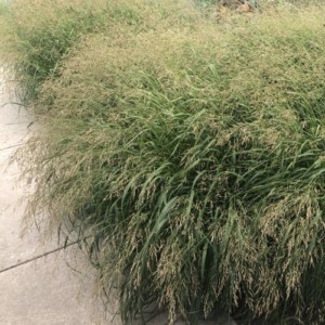 Panicum Cape Breeze