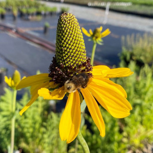 Rudbeckia maxima has yellow flowers