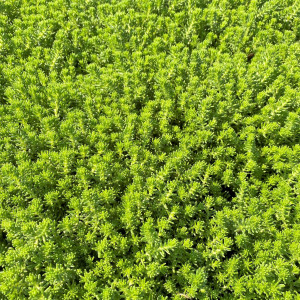 Sedum Golddigger has green leaves