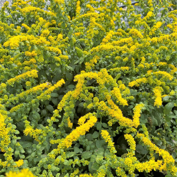 Solidago Golden Fleece has yellow flowers