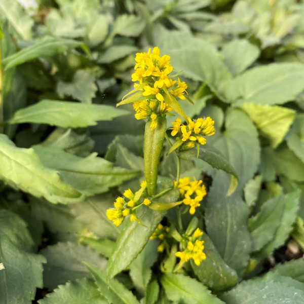 Solidago caesia has yellow flowers