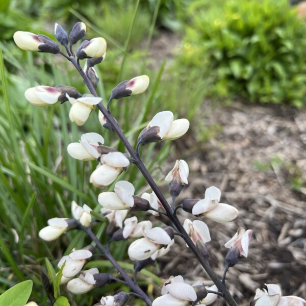 Baptisia alba (False Indigo)