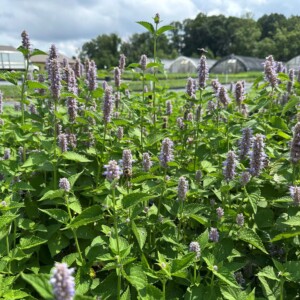 Agastache foeniculum (Anise Hyssop)