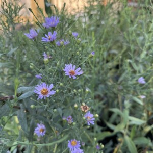 Aster laevis (Smooth Aster)
