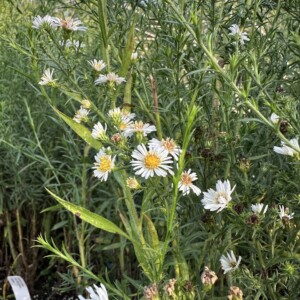 Aster pilosus (Frost Aster)
