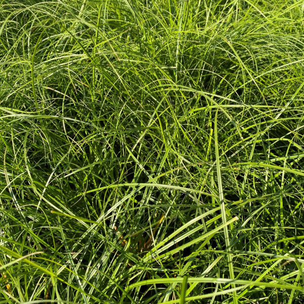 Carex leavenworthii has green foliage