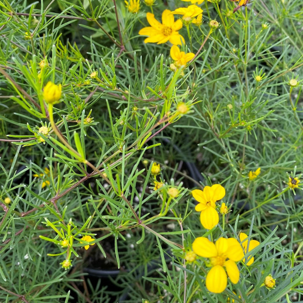 Coreopsis verticillata has yellow flowers