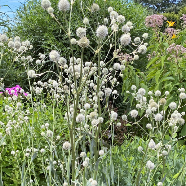 Eryngium yuccifolium has white flowers