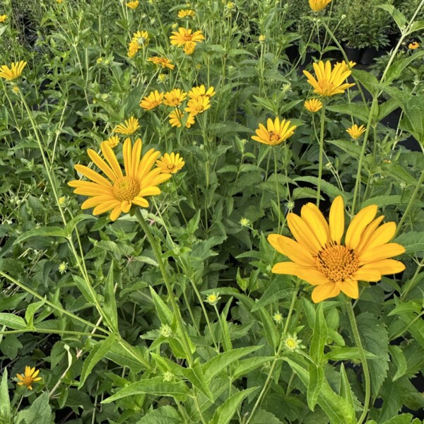 Heliopsis helianthoides (Smooth Oxeye) - Image 2