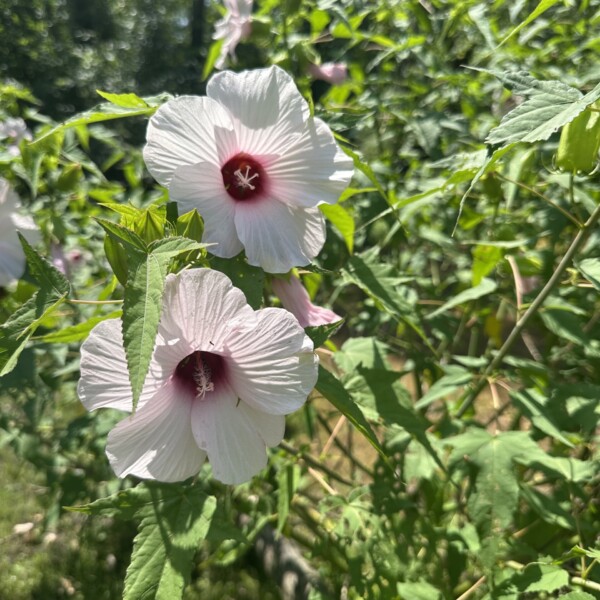 Hibiscus laevis (Rose Mallow)