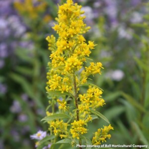 Solidago speciosa (Showy Goldenrod)