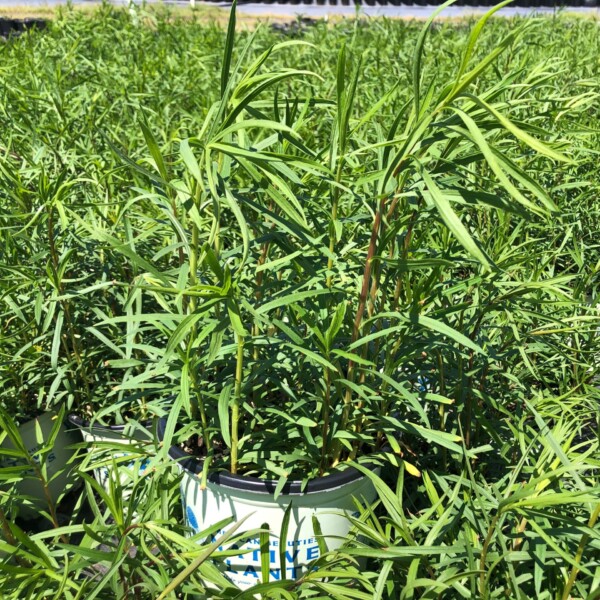 Solidago graminifolia (Grass-Leaved Goldenrod)