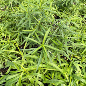 Solidago graminifolia has yellow flowers