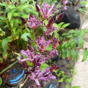 Tricyrtis Sinonome has spotted flowers