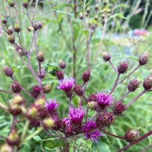 Vernonia noveboracensis has purple flowers