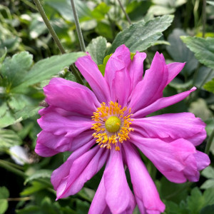 Anemon pamina has pink flower