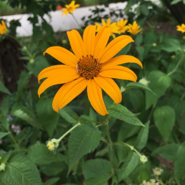 Heliopsis helianthoides (Smooth Oxeye)