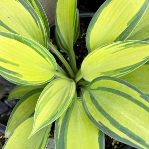 Hosta June has blue and yellow foliage