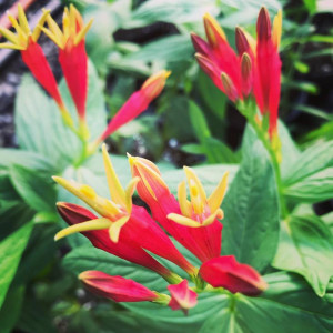 spigelia marilandica has red and yellow flowers