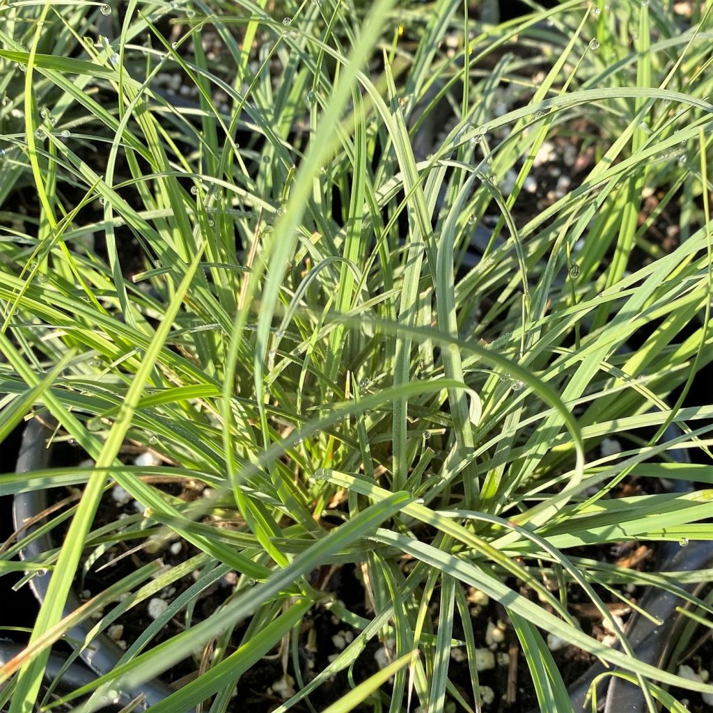 Carex woodii (Pretty Sedge) Cavano's Perennials