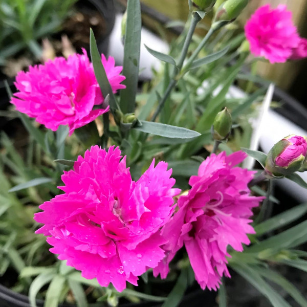 Dianthus Everlast Orchid has pink flowers