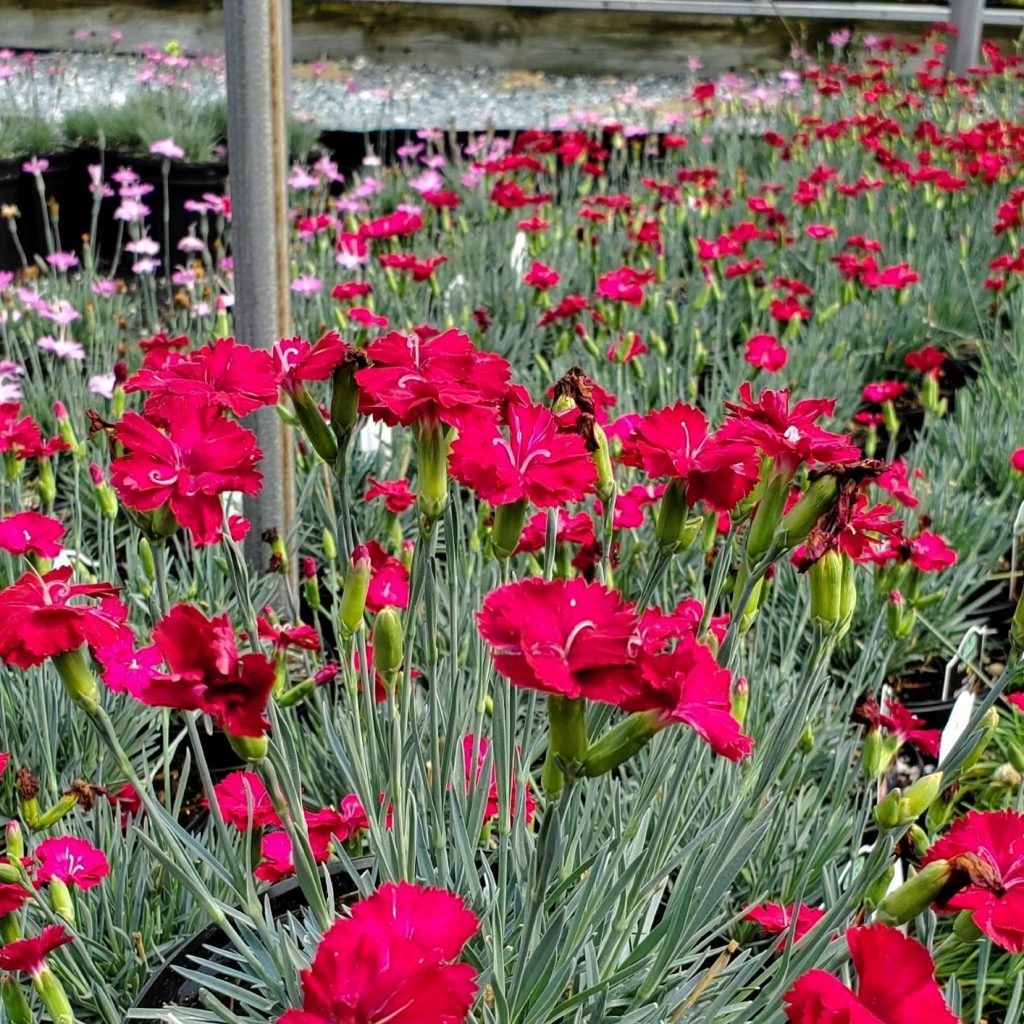 Dianthus ‘Frosty Fire’ (Pinks) - Cavanos Perennials