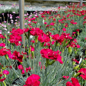 Dianthus Frosty Fire has red flowers