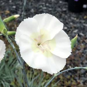 Dianthus Key Lime Pie has white flowers