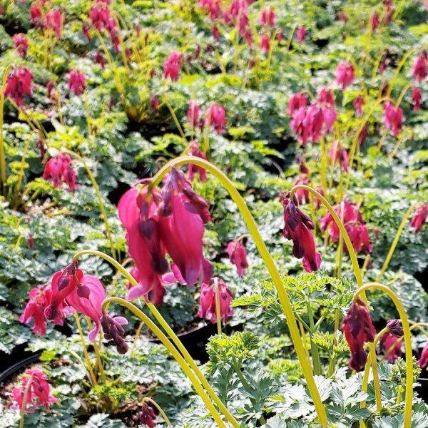 Dicentra King of Hearts has pink flowers