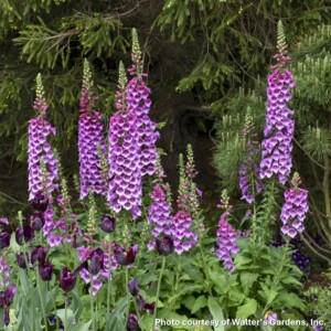 Digitalis purpurea 'Dalmatian Purple' (Foxglove)