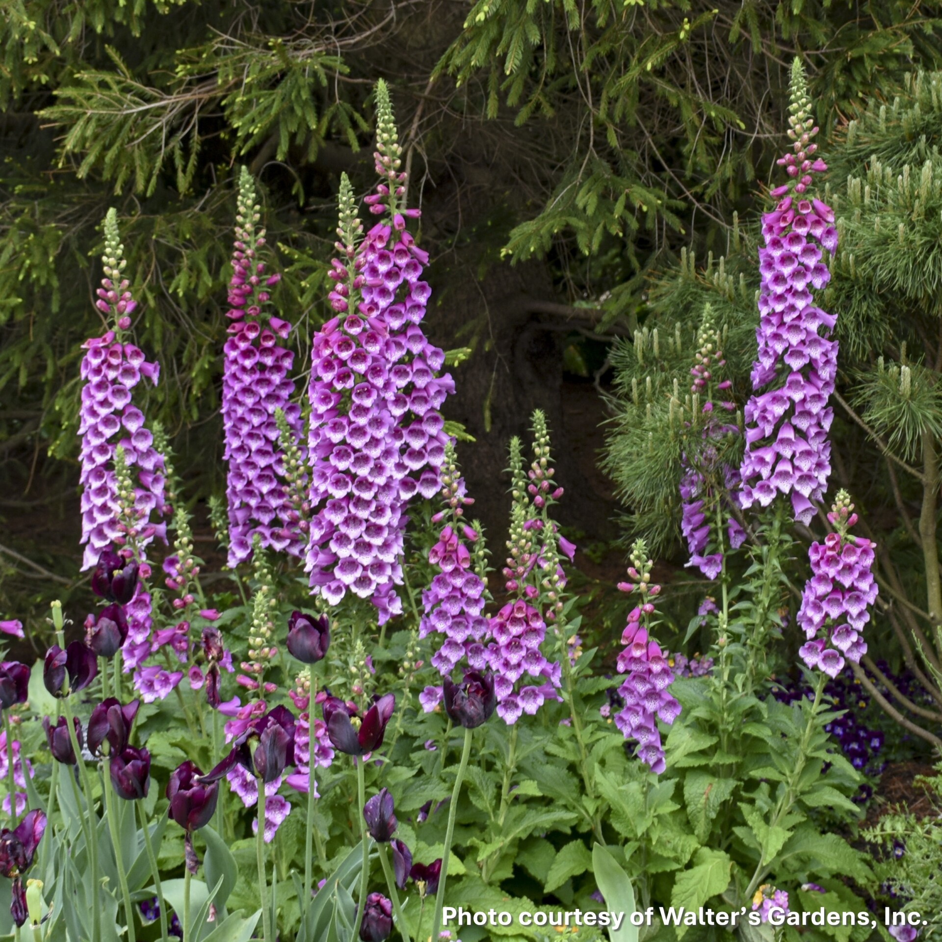 Digitalis purpurea 'Dalmatian Purple' (Foxglove)
