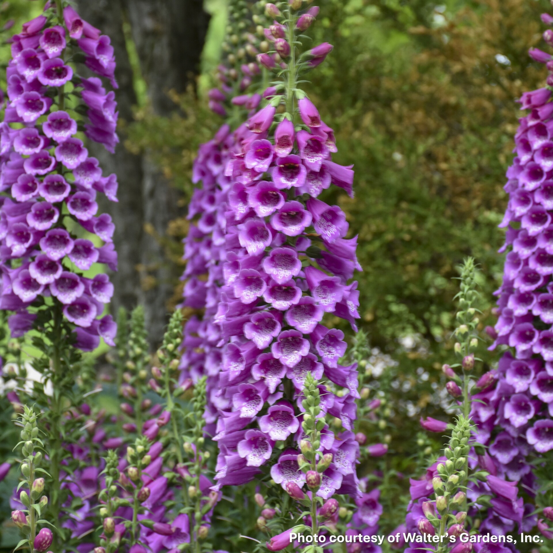 Digitalis purpurea 'Dalmatian Purple' (Foxglove) - Image 2