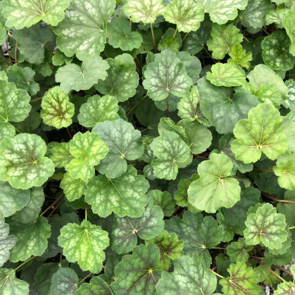 Heuchera americana (Coral Bells)