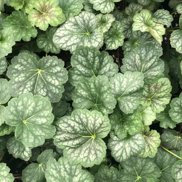 Heuchera americana (Coral Bells) - Image 3