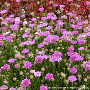 Scabiosa x 'Vivid Violet' (Pincushion Flower) PP#19,260