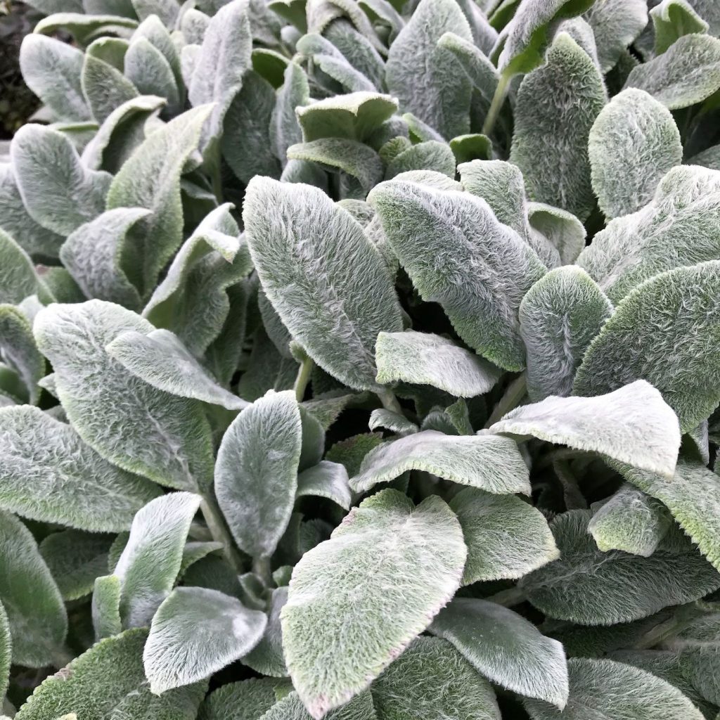 Stachy ‘Silver Carpet’ (Lamb’s Ear) Cavano's Perennials